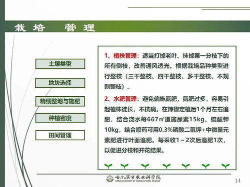 科技賦能春耕 網絡課堂開講辣椒栽培技術